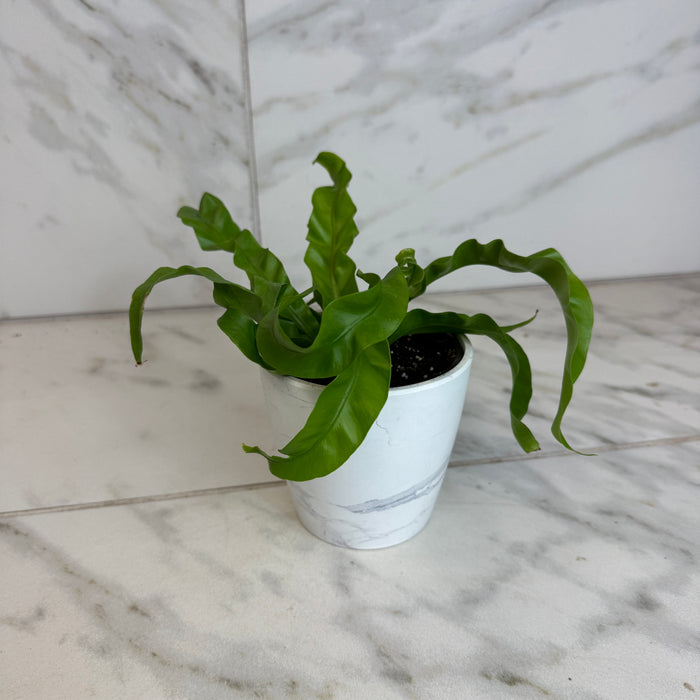 The Plant Farm® Houseplants Asplenium antiquum Hurricane Fern, 4" Plant