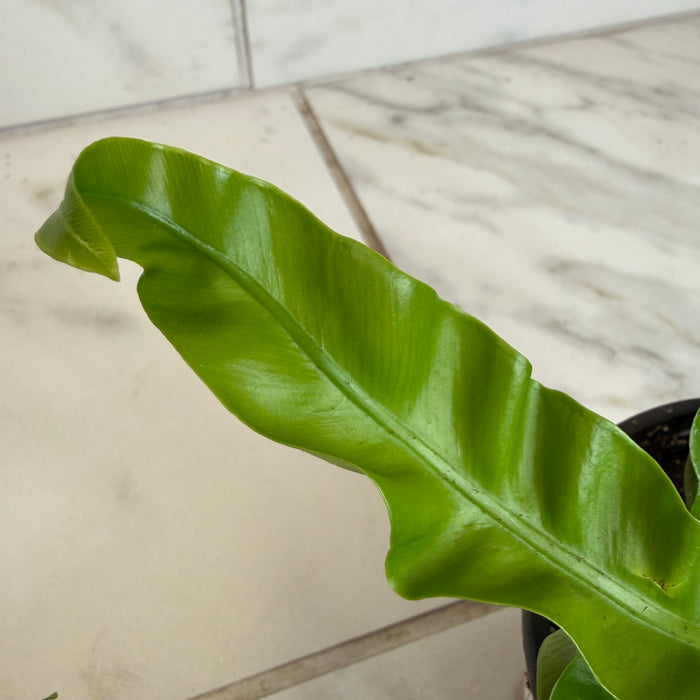 The Plant Farm® Houseplants Asplenium antiquum Hurricane Fern, 4" Plant