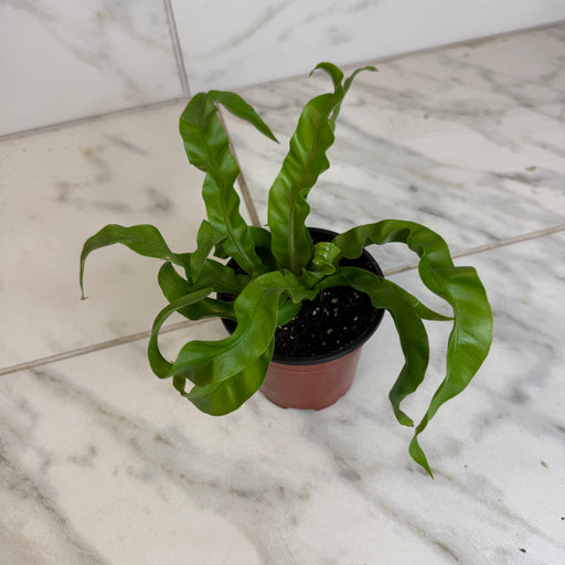The Plant Farm® Houseplants Asplenium antiquum Hurricane Fern, 4" Plant
