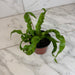 The Plant Farm® Houseplants Asplenium antiquum Hurricane Fern, 4" Plant