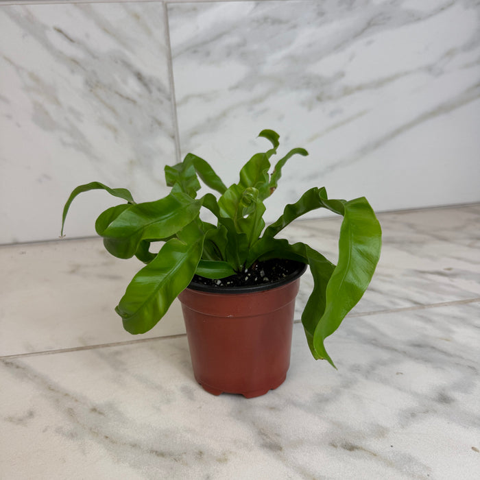 The Plant Farm® Houseplants Asplenium antiquum Hurricane Fern, 4" Plant