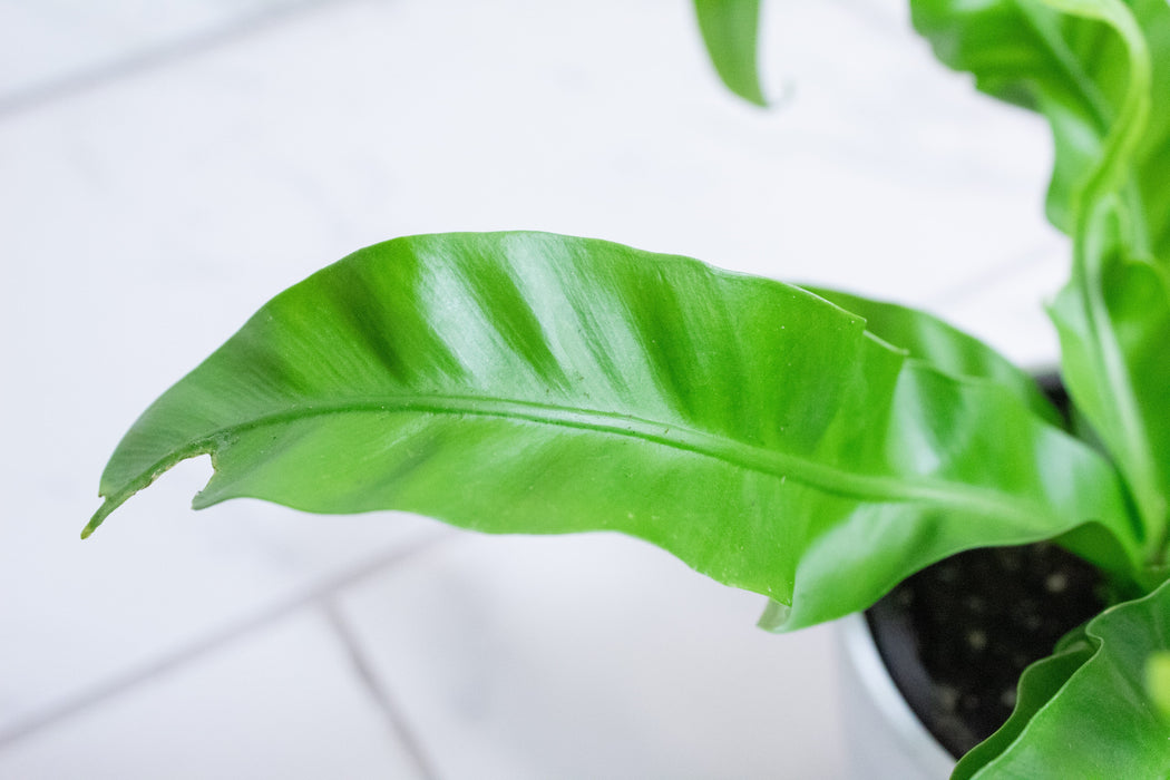 The Plant Farm® Houseplants Asplenium antiquum Hurricane Fern, 4" Plant