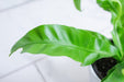 The Plant Farm® Houseplants Asplenium antiquum Hurricane Fern, 4" Plant