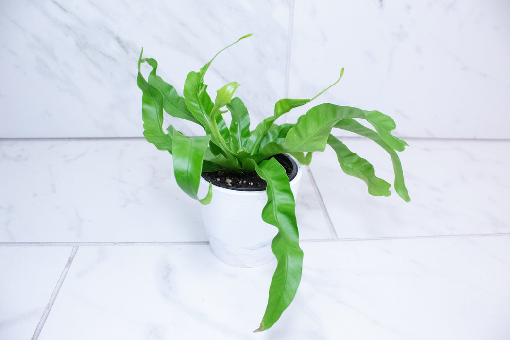 The Plant Farm® Houseplants Asplenium antiquum Hurricane Fern, 4" Plant