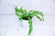 The Plant Farm® Houseplants Asplenium antiquum Hurricane Fern, 4" Plant