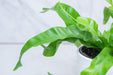The Plant Farm® Houseplants Asplenium antiquum Hurricane Fern, 4" Plant