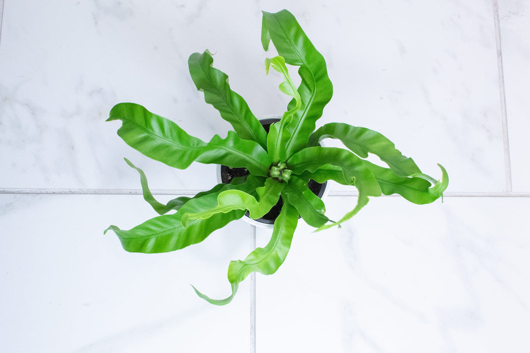 The Plant Farm® Houseplants Asplenium antiquum Hurricane Fern, 4" Plant