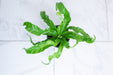The Plant Farm® Houseplants Asplenium antiquum Hurricane Fern, 4" Plant
