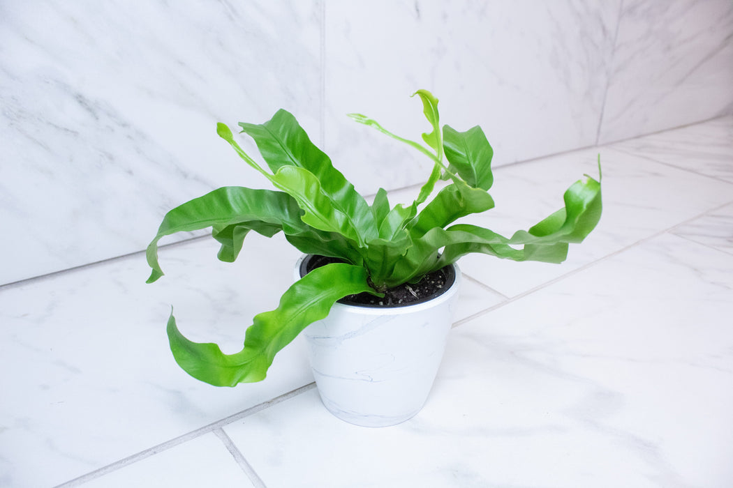 The Plant Farm® Houseplants Asplenium antiquum Hurricane Fern, 4" Plant