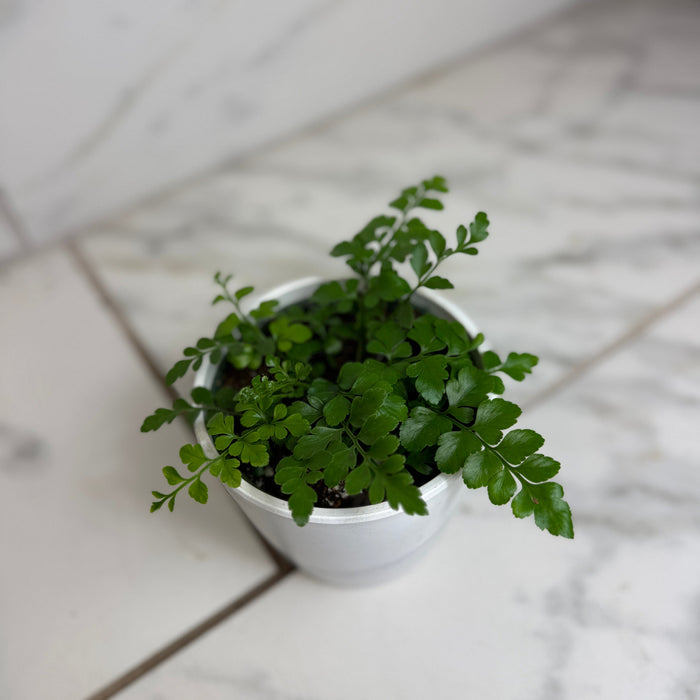 asplenium house plant Asplenium Austral Gem Fern, 4" Plant