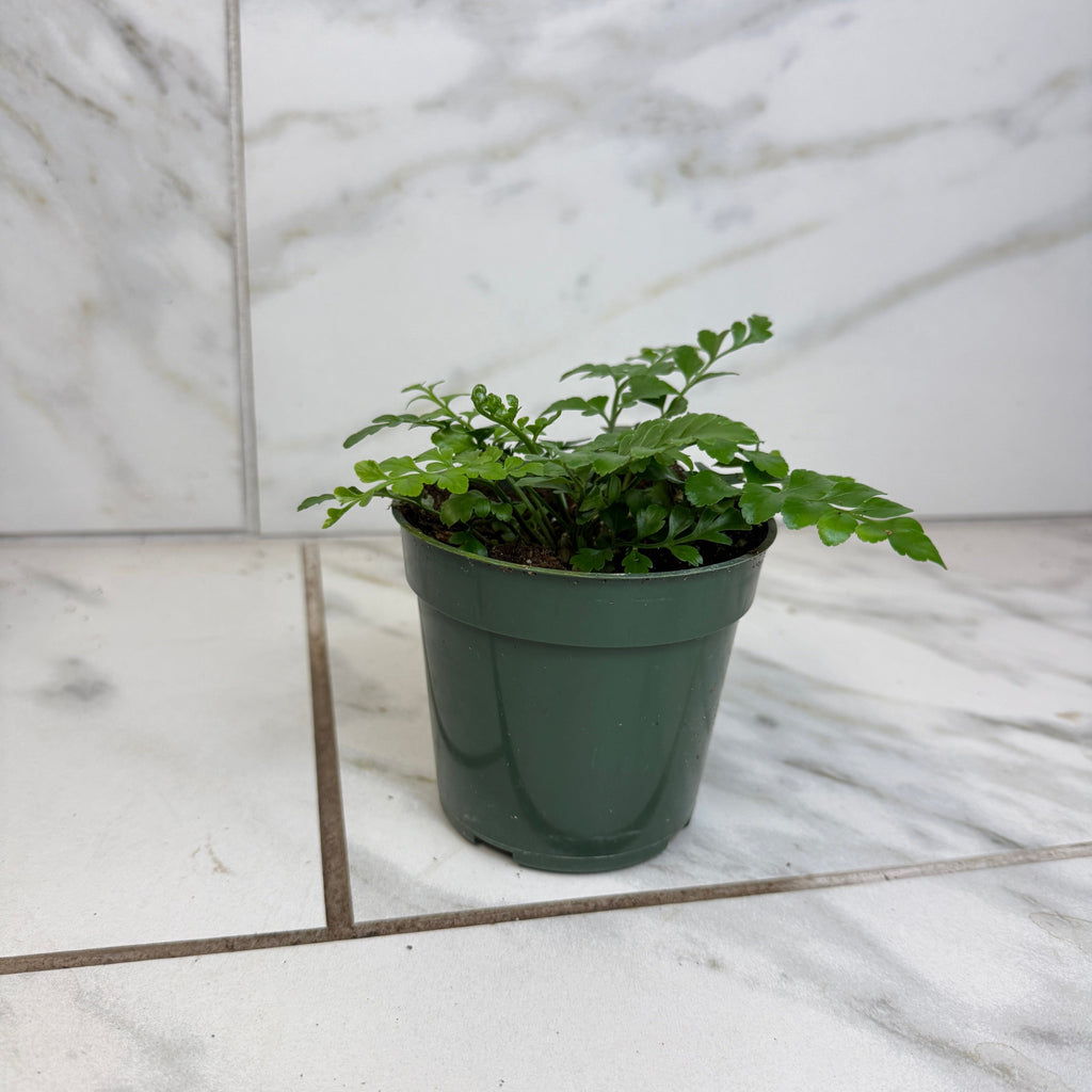 asplenium indoor plant Asplenium Austral Gem Fern, 4" Plant — The Plant Farm®
