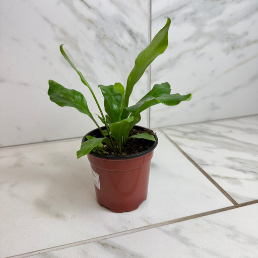 The Plant Farm® Houseplants Asplenium Nidus Bird's Nest Fern, 4" Plant
