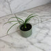 The Plant Farm® Houseplants Beaucarnea Recurvata, 2" Plant