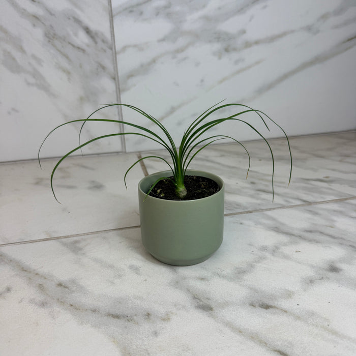 The Plant Farm® Houseplants Beaucarnea Recurvata, 2" Plant