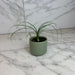The Plant Farm® Houseplants Beaucarnea Recurvata, 2" Plant