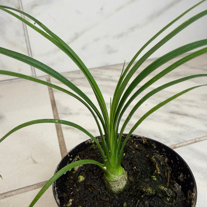 The Plant Farm® Houseplants Beaucarnea Recurvata, 2" Plant
