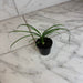 The Plant Farm® Houseplants Beaucarnea Recurvata, 2" Plant