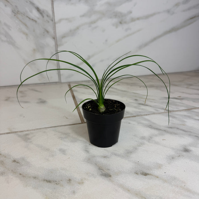 The Plant Farm® Houseplants Beaucarnea Recurvata, 2" Plant