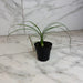 The Plant Farm® Houseplants Beaucarnea Recurvata, 2" Plant