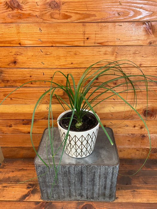 The Plant Farm® Houseplants Beaucarnea Recurvata, 6" Plant