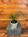 The Plant Farm® Houseplants Beaucarnea Recurvata, 6" Plant