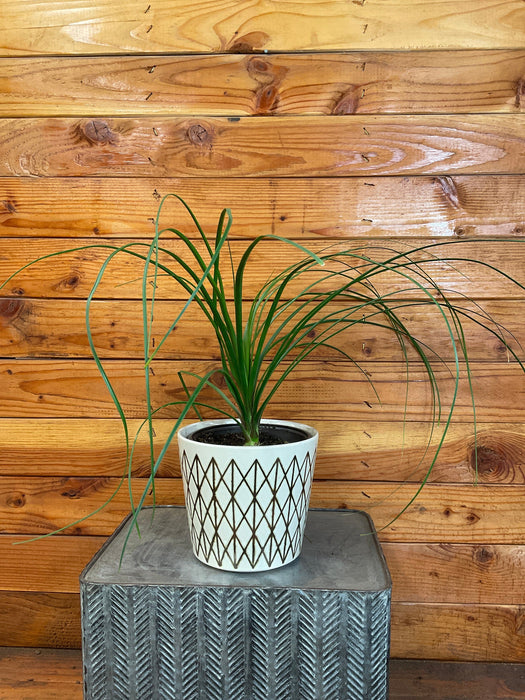 The Plant Farm® Houseplants Beaucarnea Recurvata, 6" Plant