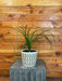 The Plant Farm® Houseplants Beaucarnea Recurvata, 6" Plant