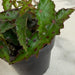 The Plant Farm® Houseplants Begonia Amphioxus, 2" Plant
