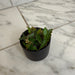 The Plant Farm® Houseplants Begonia Amphioxus, 2" Plant