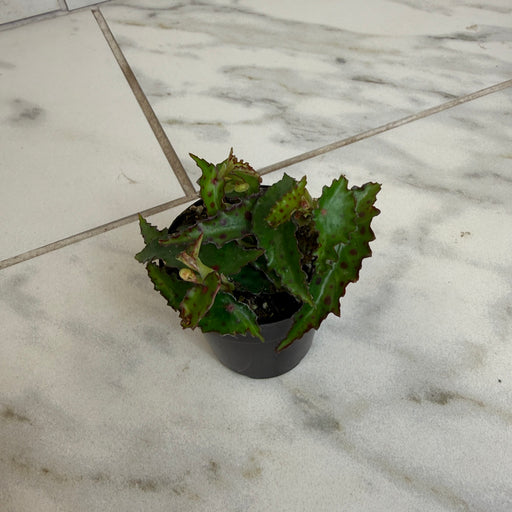 The Plant Farm® Houseplants Begonia Amphioxus, 2" Plant