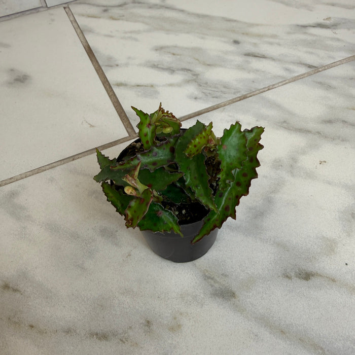 The Plant Farm® Houseplants Begonia Amphioxus, 2" Plant