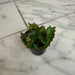 The Plant Farm® Houseplants Begonia Amphioxus, 2" Plant