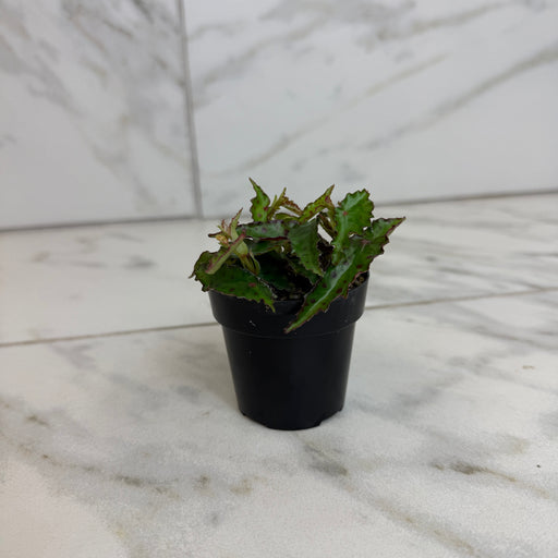 The Plant Farm® Houseplants Begonia Amphioxus, 2" Plant