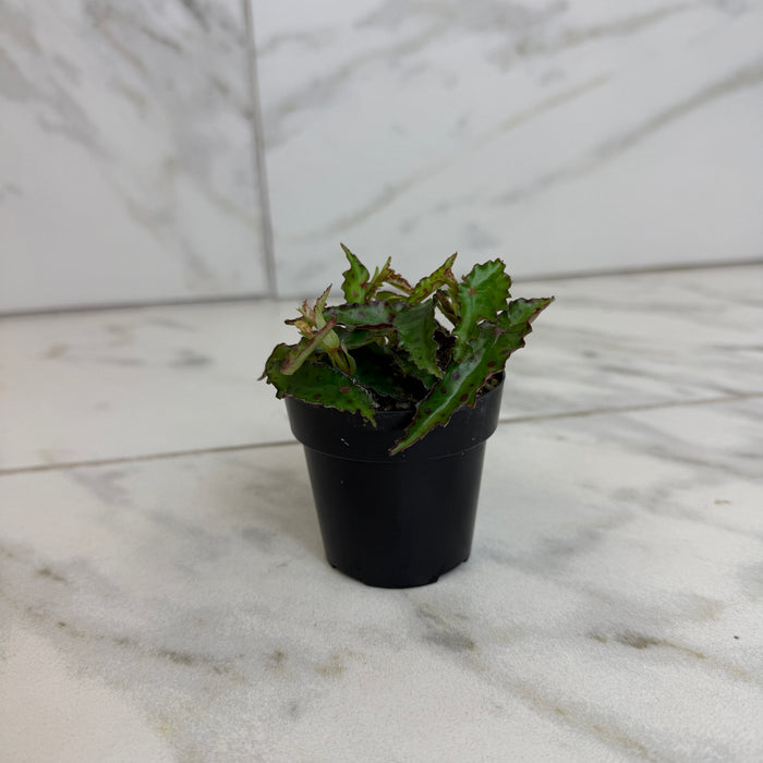 The Plant Farm® Houseplants Begonia Amphioxus, 2" Plant