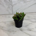The Plant Farm® Houseplants Begonia Amphioxus, 2" Plant