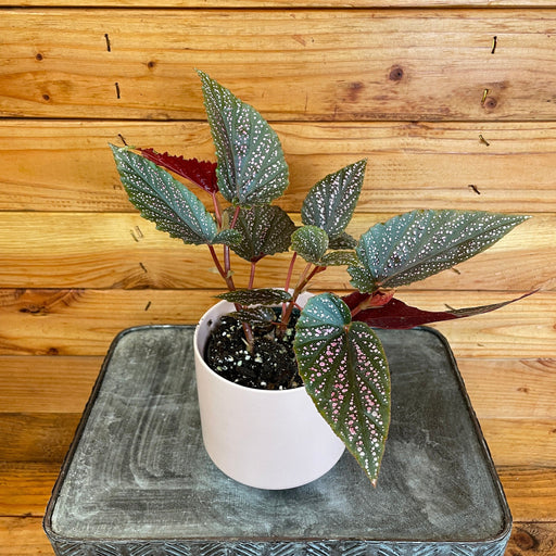 The Plant Farm® Houseplants Begonia Angel Wing Benigo Pink, 4” Plant