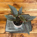The Plant Farm® Houseplants Begonia Angel Wing Benigo Pink, 4” Plant