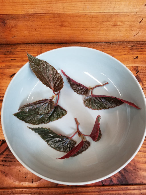 The Plant Farm® Houseplants Begonia Angel Wing Benigo Pink, Cuttings x3