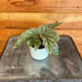 The Plant Farm® Houseplants Begonia Angel Wing Frosty, 2" Plant