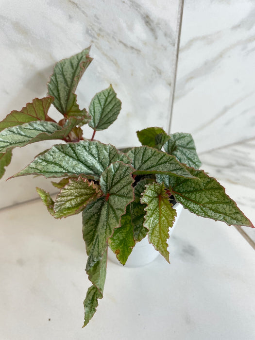 The Plant Farm® Houseplants Begonia Angel Wing Frosty, 4” Plant