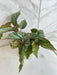 The Plant Farm® Houseplants Begonia Angel Wing Frosty, 4” Plant