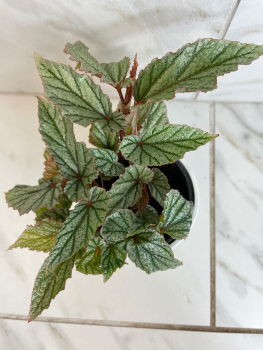 The Plant Farm® Houseplants Begonia Angel Wing Frosty, 4” Plant