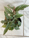 The Plant Farm® Houseplants Begonia Angel Wing Frosty, 4” Plant