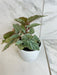 The Plant Farm® Houseplants Begonia Angel Wing Frosty, 4” Plant