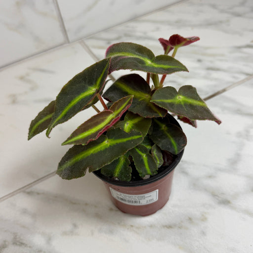 The Plant Farm® Houseplants Begonia Angel Wing Listada, 4" Plant