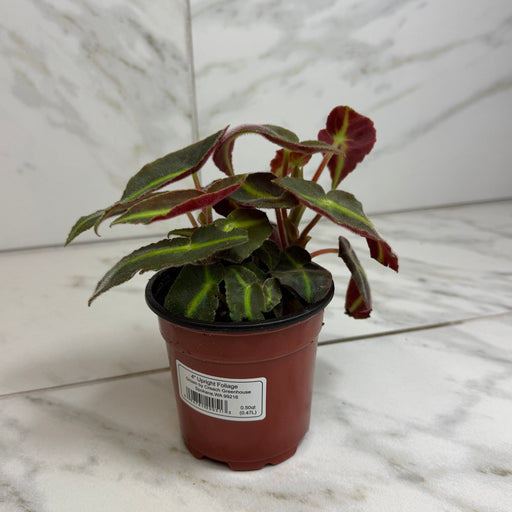 The Plant Farm® Houseplants Begonia Angel Wing Listada, 4" Plant