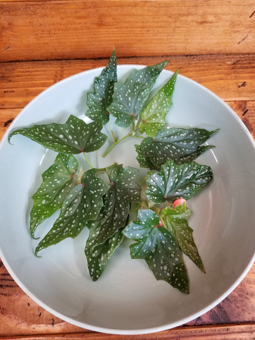 The Plant Farm® Houseplants Begonia Angel Wing Lois Burke, Cuttings x3