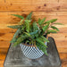 The Plant Farm® Houseplants Begonia Angel Wing Medora, Cuttings x3