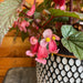 The Plant Farm® Houseplants Begonia Angel Wing Sinbad Pink, 6” Plant