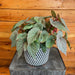 The Plant Farm® Houseplants Begonia Angel Wing Sinbad Pink, 6” Plant